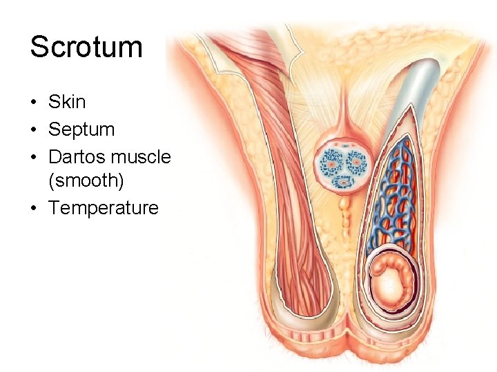 Scrotum • Skin • Septum • Dartos muscle (smooth) • Temperature 