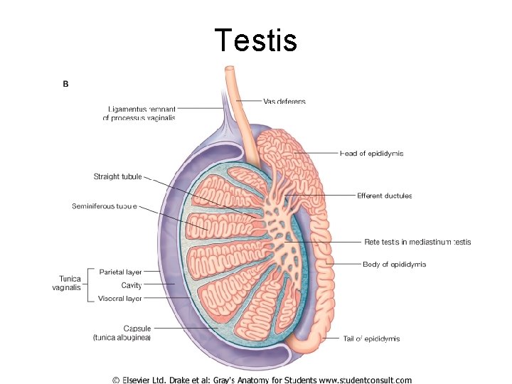 Testis 