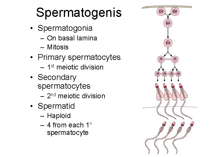 Spermatogenis • Spermatogonia – On basal lamina – Mitosis • Primary spermatocytes – 1
