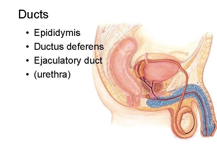 Ducts • • Epididymis Ductus deferens Ejaculatory duct (urethra) 
