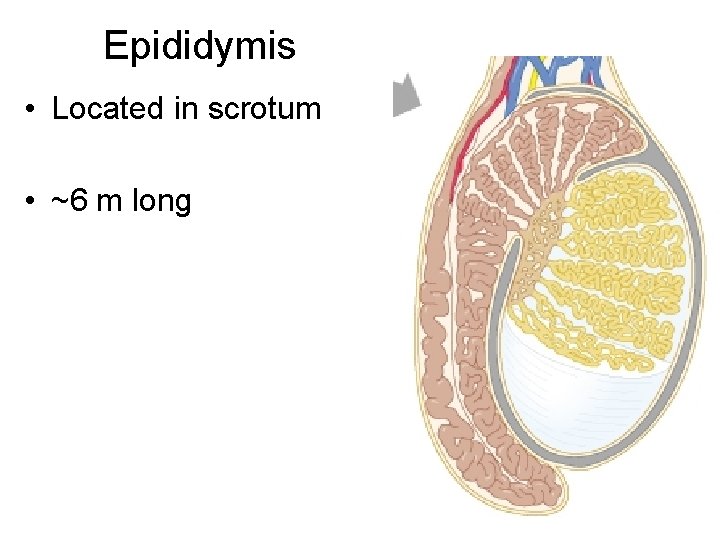 Epididymis • Located in scrotum • ~6 m long 