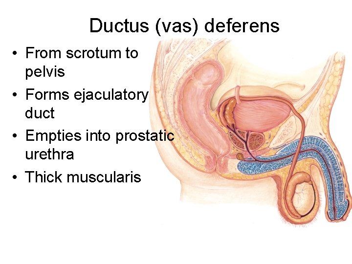 Ductus (vas) deferens • From scrotum to pelvis • Forms ejaculatory duct • Empties