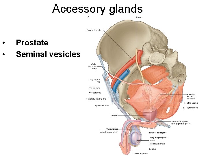 Accessory glands • • Prostate Seminal vesicles 