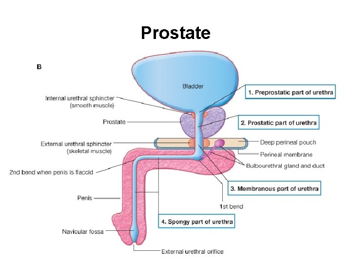 UROGENITAL SYSTEM URINARY System Two Kidneys Two Ureters