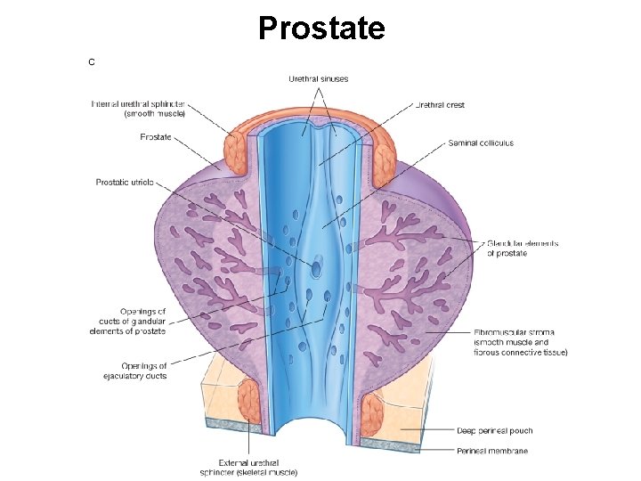 Prostate 