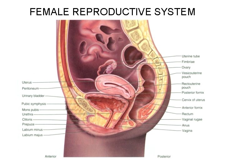 FEMALE REPRODUCTIVE SYSTEM 