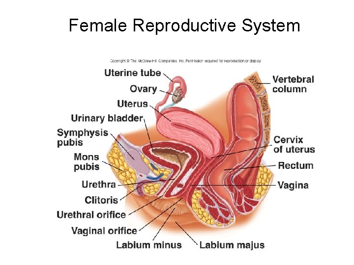 Female Reproductive System 