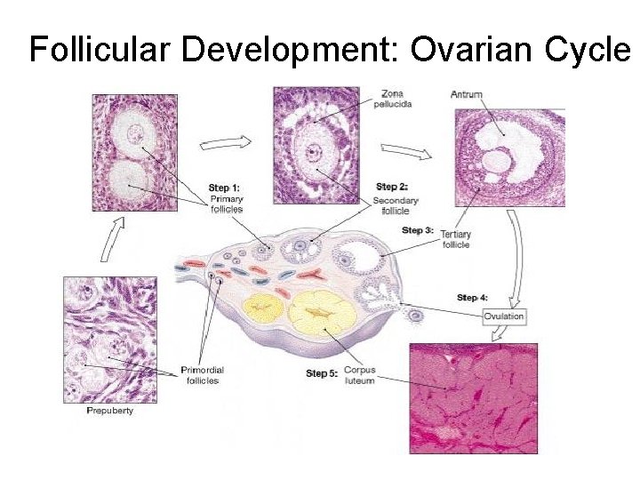 Follicular Development: Ovarian Cycle 