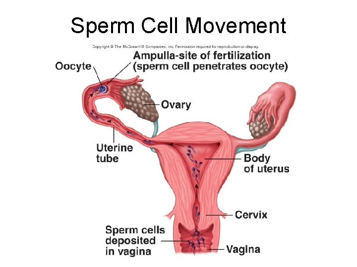 Sperm Cell Movement 