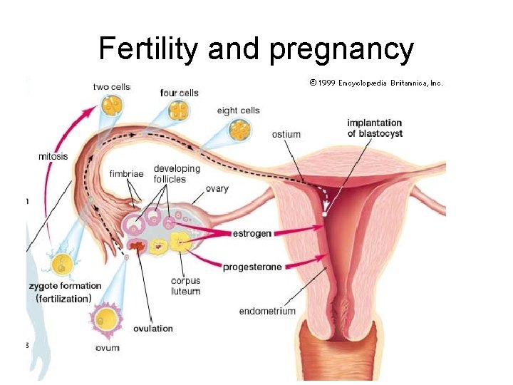 Fertility and pregnancy 
