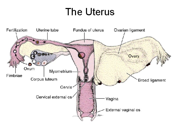 The Uterus 