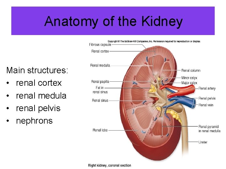 Anatomy of the Kidney Main structures: • renal cortex • renal medula • renal