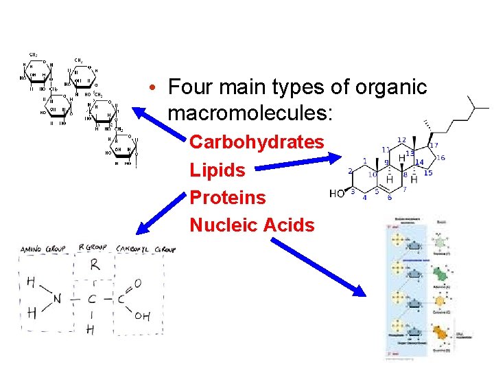  • Four main types of organic macromolecules: Carbohydrates Lipids Proteins Nucleic Acids 