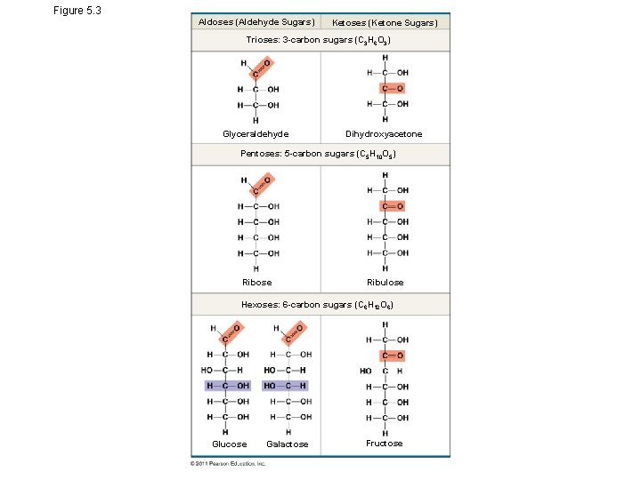 Figure 5. 3 Aldoses (Aldehyde Sugars) Ketoses (Ketone Sugars) Trioses: 3 -carbon sugars (C