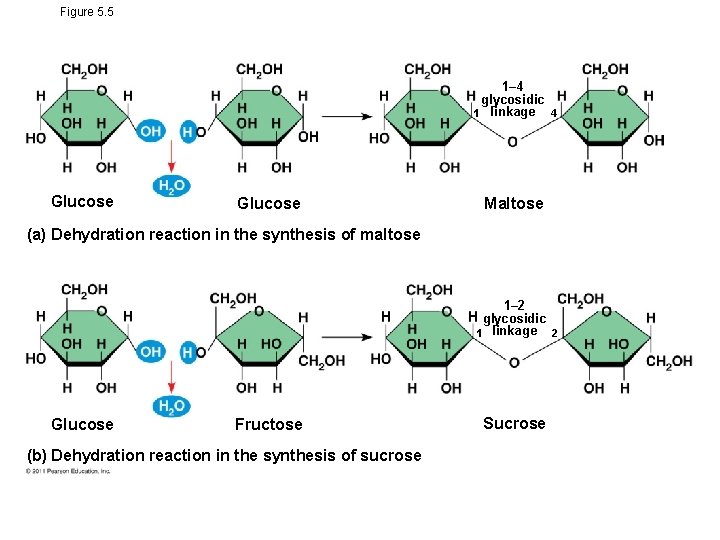 Figure 5. 5 1– 4 glycosidic 1 linkage 4 Glucose Maltose (a) Dehydration reaction
