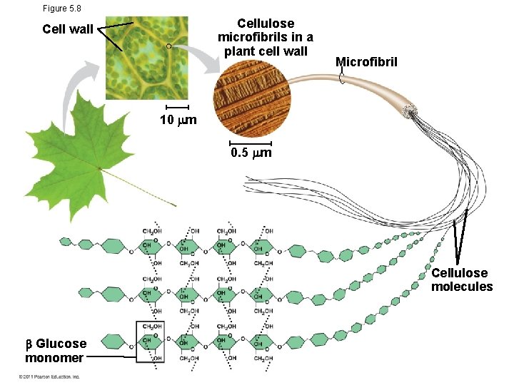 Figure 5. 8 Cellulose microfibrils in a plant cell wall Cell wall Microfibril 10