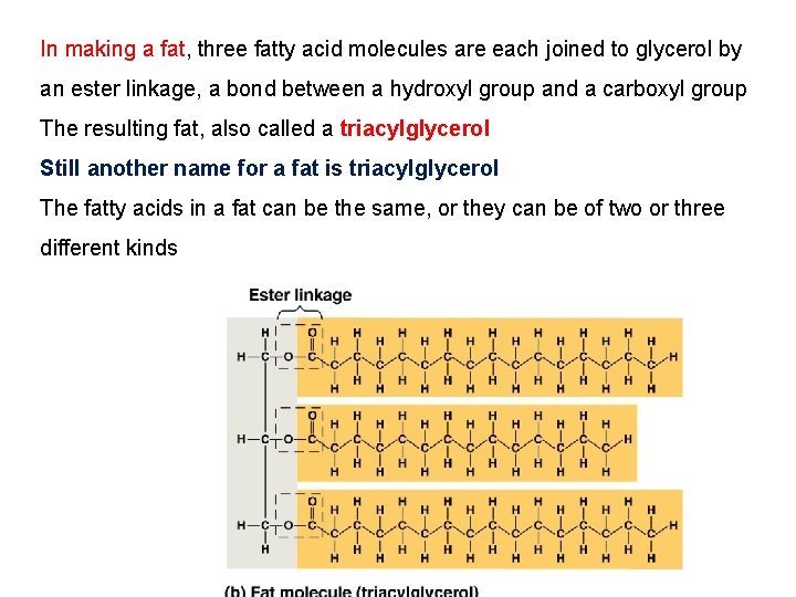 In making a fat, three fatty acid molecules are each joined to glycerol by