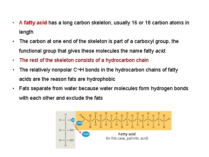  • A fatty acid has a long carbon skeleton, usually 16 or 18