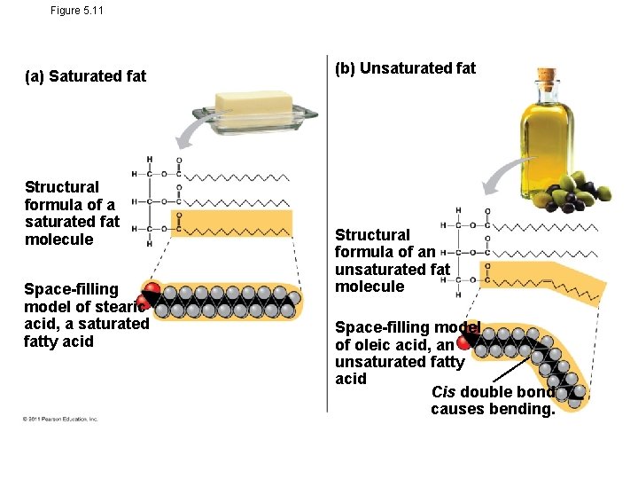 Figure 5. 11 (a) Saturated fat Structural formula of a saturated fat molecule Space-filling