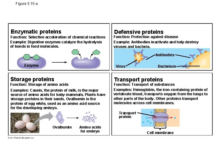 Figure 5. 15 -a Enzymatic proteins Defensive proteins Function: Selective acceleration of chemical reactions