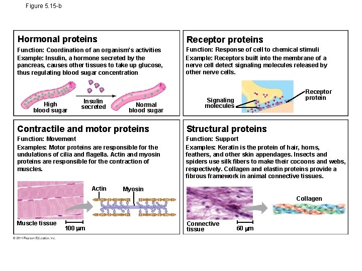 Figure 5. 15 -b Hormonal proteins Receptor proteins Function: Coordination of an organism’s activities