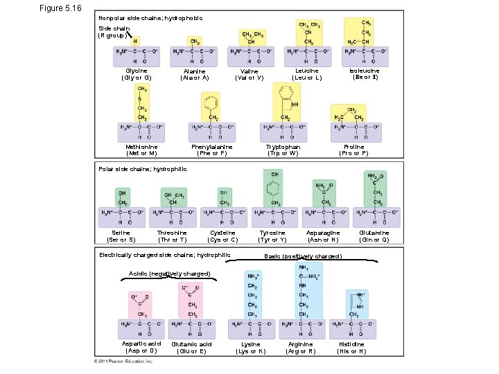 Figure 5. 16 Nonpolar side chains; hydrophobic Side chain (R group) Glycine (Gly or
