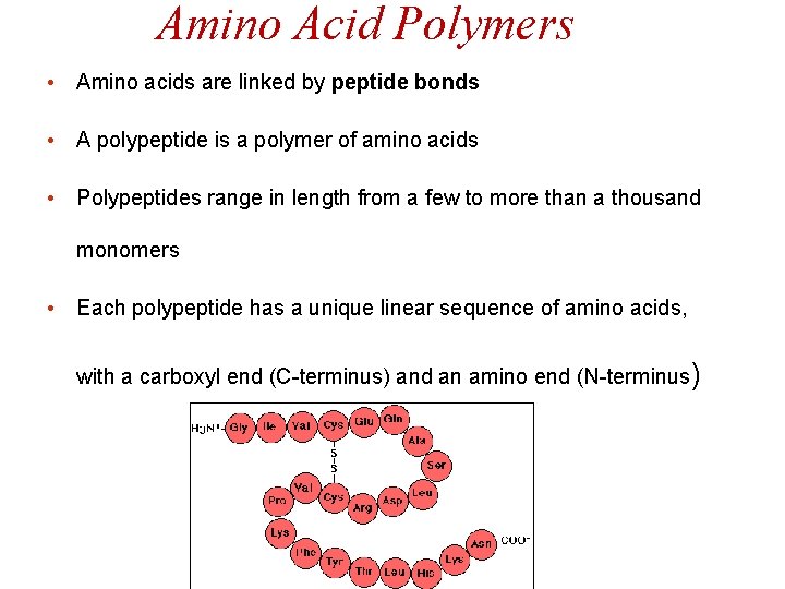 Amino Acid Polymers • Amino acids are linked by peptide bonds • A polypeptide