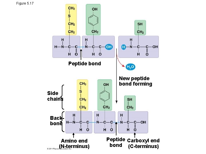 Figure 5. 17 Peptide bond New peptide bond forming Side chains Backbone Amino end