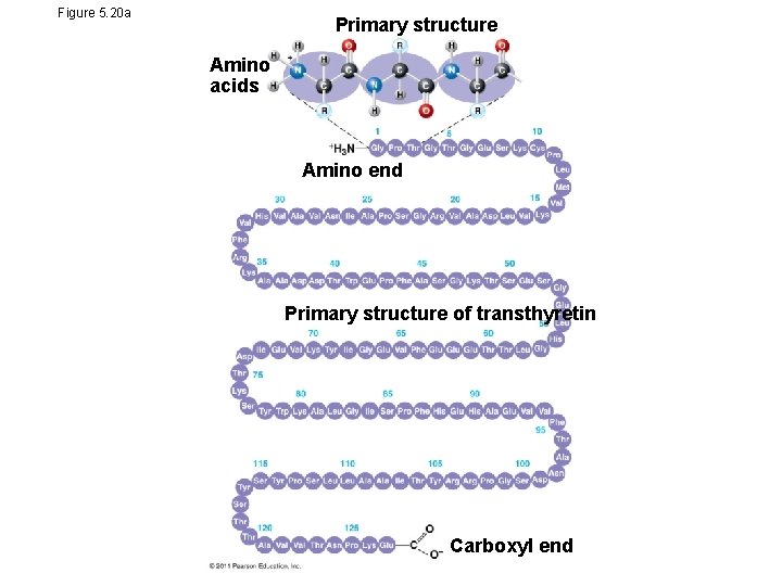 Figure 5. 20 a Primary structure Amino acids Amino end Primary structure of transthyretin