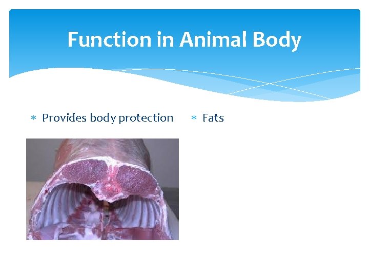 Function in Animal Body Provides body protection Fats 