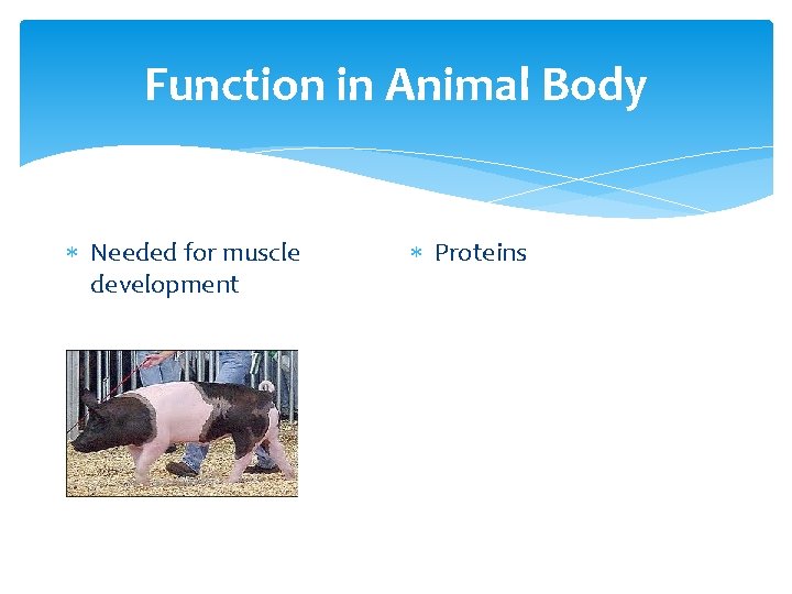 Function in Animal Body Needed for muscle development Proteins 