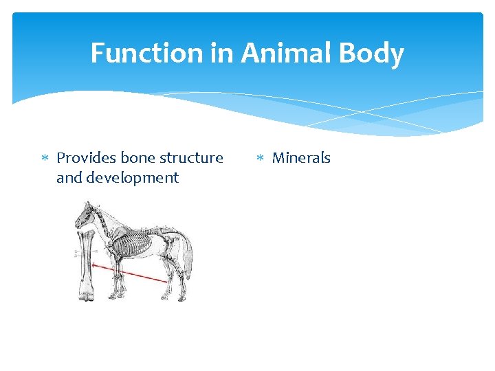 Function in Animal Body Provides bone structure and development Minerals 