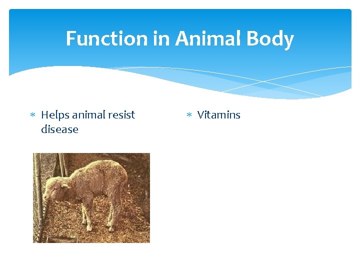 Function in Animal Body Helps animal resist disease Vitamins 