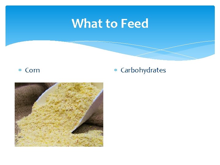 What to Feed Corn Carbohydrates 