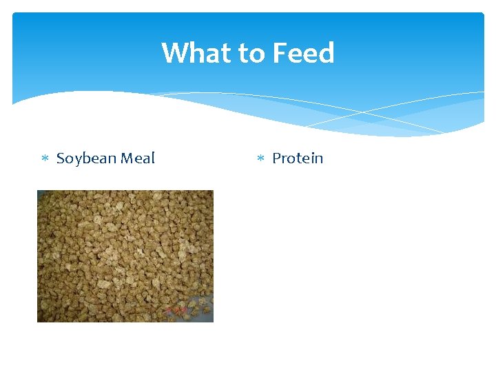 What to Feed Soybean Meal Protein 