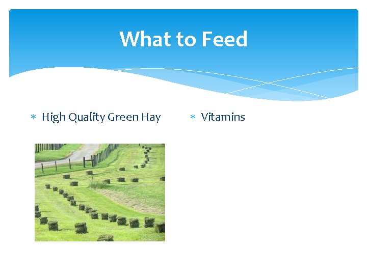 What to Feed High Quality Green Hay Vitamins 