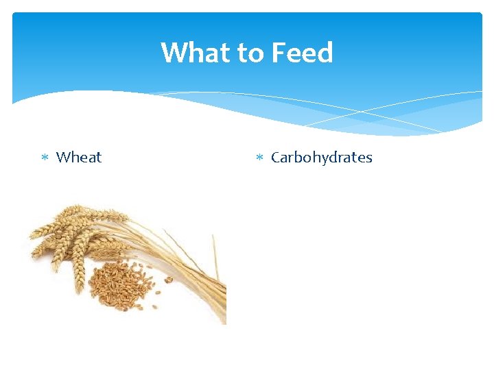 What to Feed Wheat Carbohydrates 