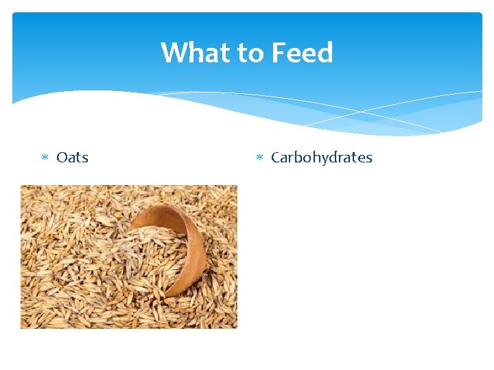 What to Feed Oats Carbohydrates 