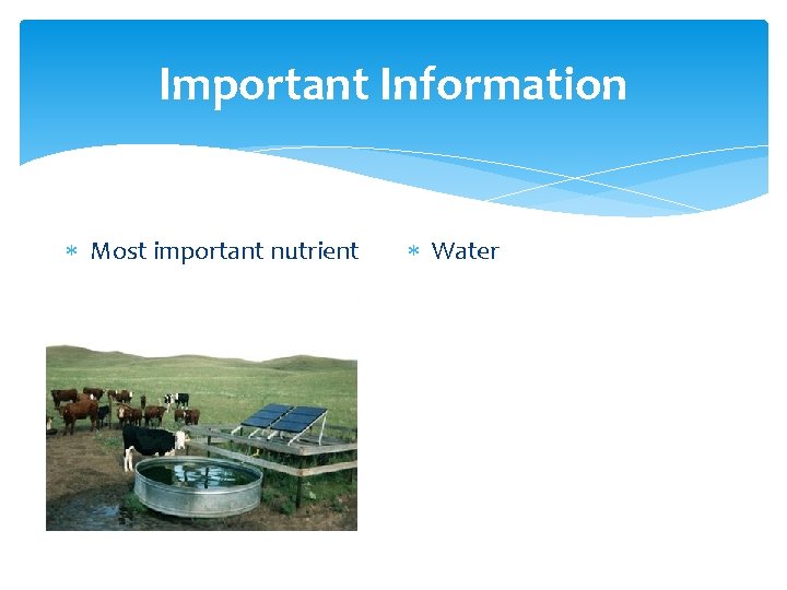 Important Information Most important nutrient Water 