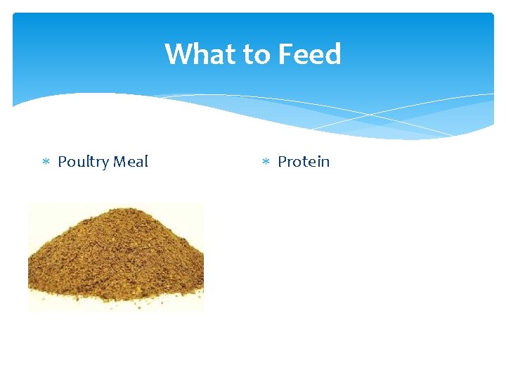 What to Feed Poultry Meal Protein 
