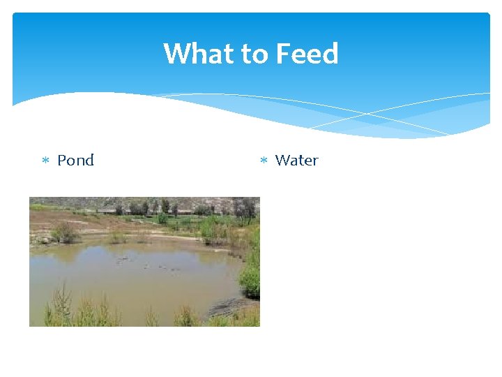 What to Feed Pond Water 