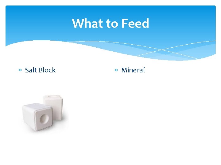 What to Feed Salt Block Mineral 