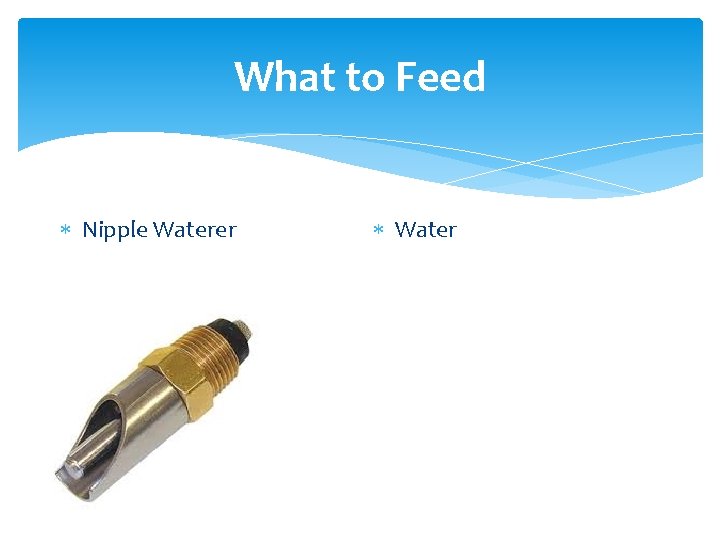 What to Feed Nipple Waterer Water 
