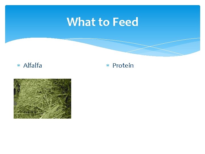 What to Feed Alfalfa Protein 