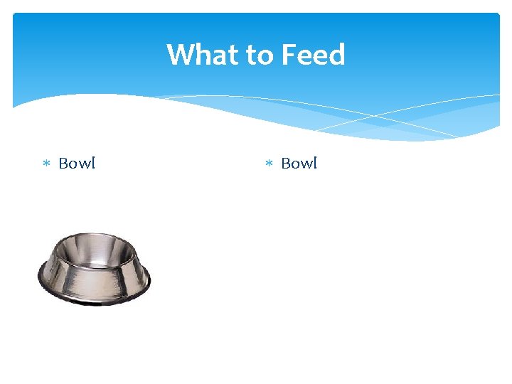 What to Feed Bowl 