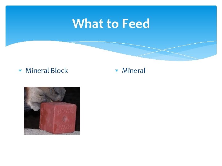 What to Feed Mineral Block Mineral 