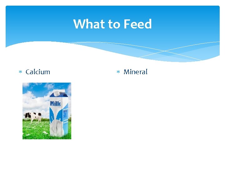 What to Feed Calcium Mineral 