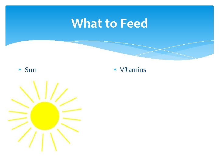 What to Feed Sun Vitamins 