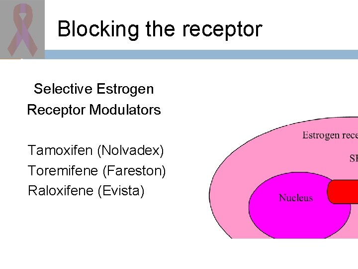 Blocking the receptor Selective Estrogen Receptor Modulators Tamoxifen (Nolvadex) Toremifene (Fareston) Raloxifene (Evista) 