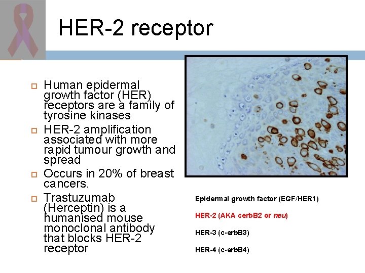 HER-2 receptor Human epidermal growth factor (HER) receptors are a family of tyrosine kinases